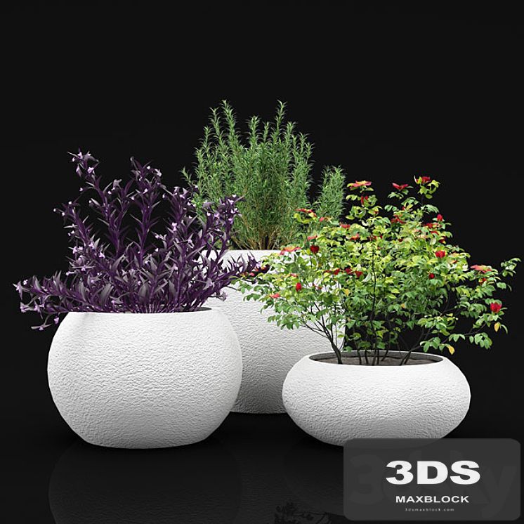 Outdoor plants bushes in flower pots