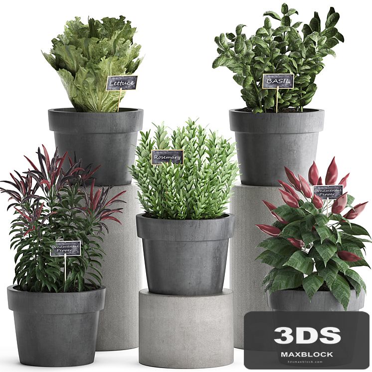 Collection of plants in modern black pots kitchen garden vegetable garden with vegetables, peppers, herbs, lettuce, rosemary, basil. Set 391.