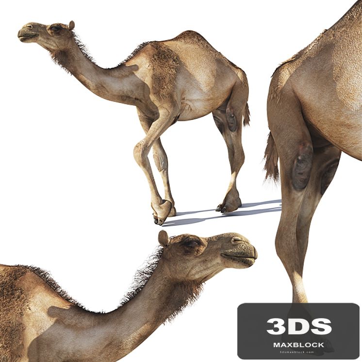 Camel