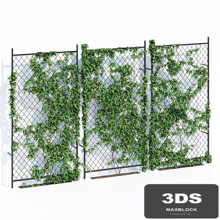 Ivy wall two