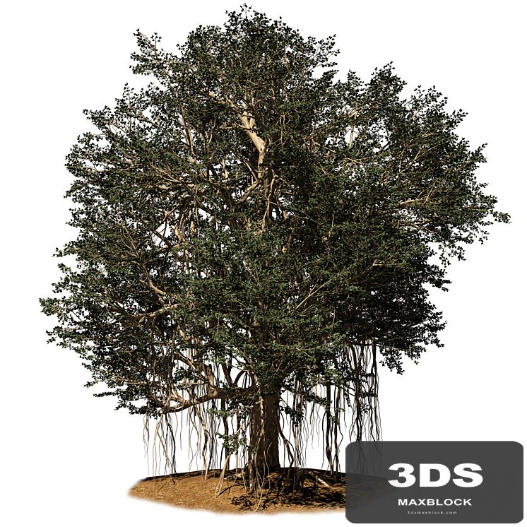 banyan tree