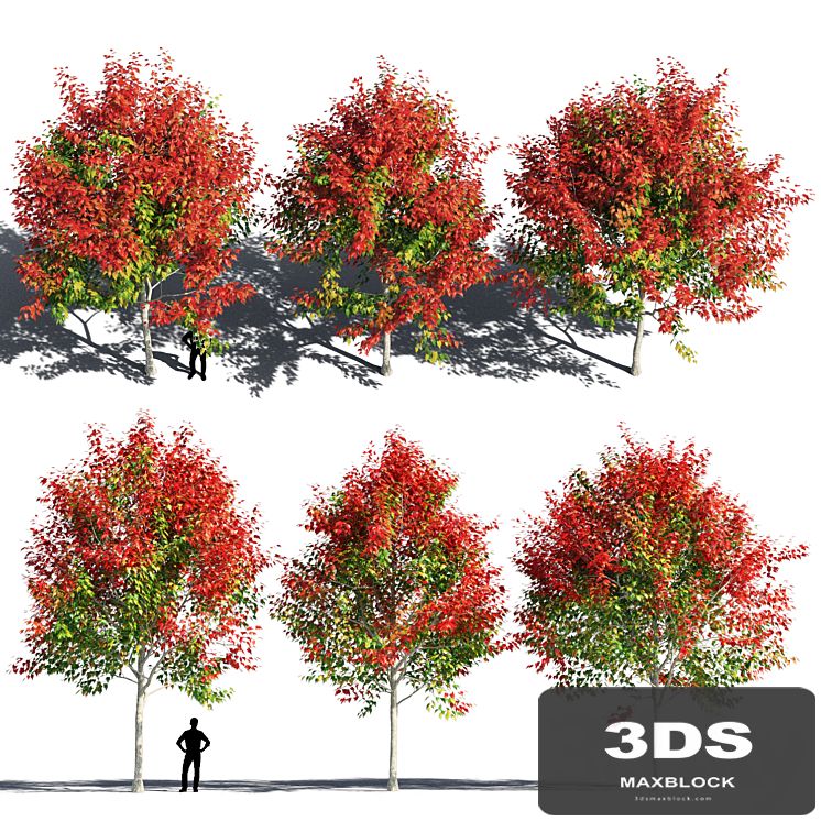 Maple 5