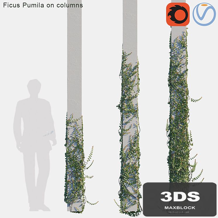 Ficus Pumila on columns # 2