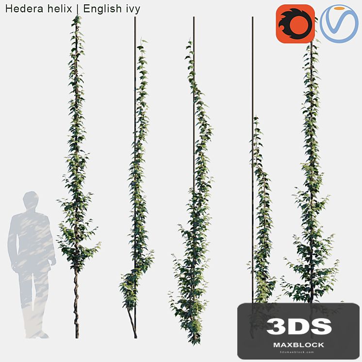 Hedera helix | English ivy vertical cordon