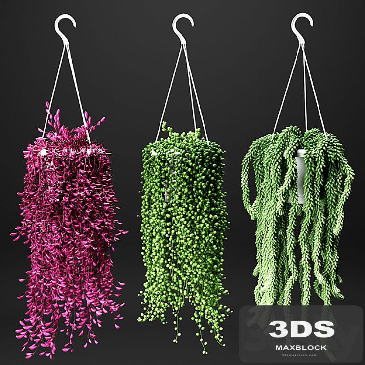 Set of hanging plants in hanging flower pots