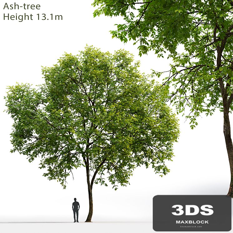 Ash-tree # 1 (13.1m)