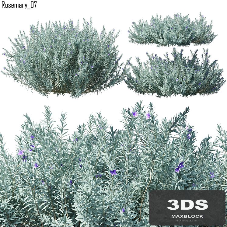 Rosmarinus | Rosemary # 7 (3 Model)
