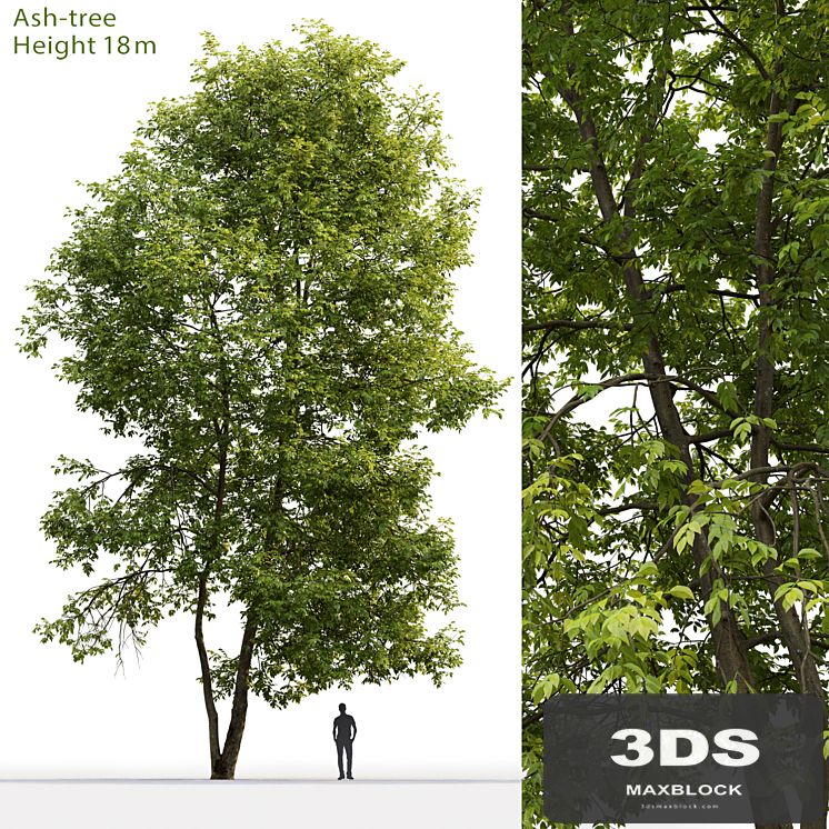 Ash | Ash-tree # 4 (18m)