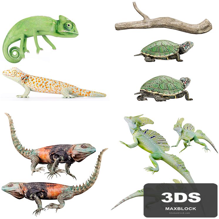 Reptile Collection