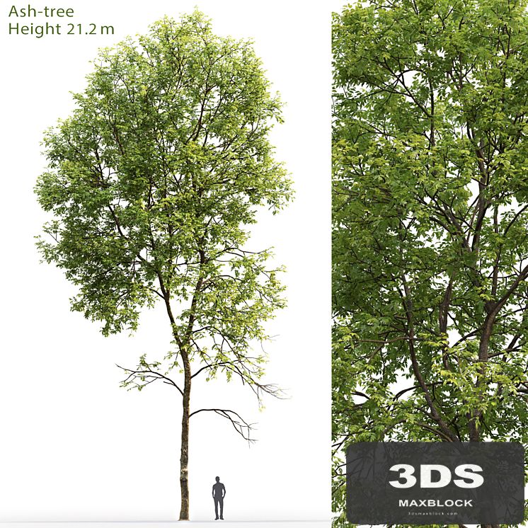 Ash-tree # 5 (21.2m)