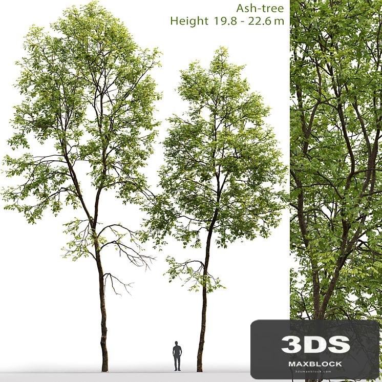 Ash-tree # 6 (19.8-22.6m)