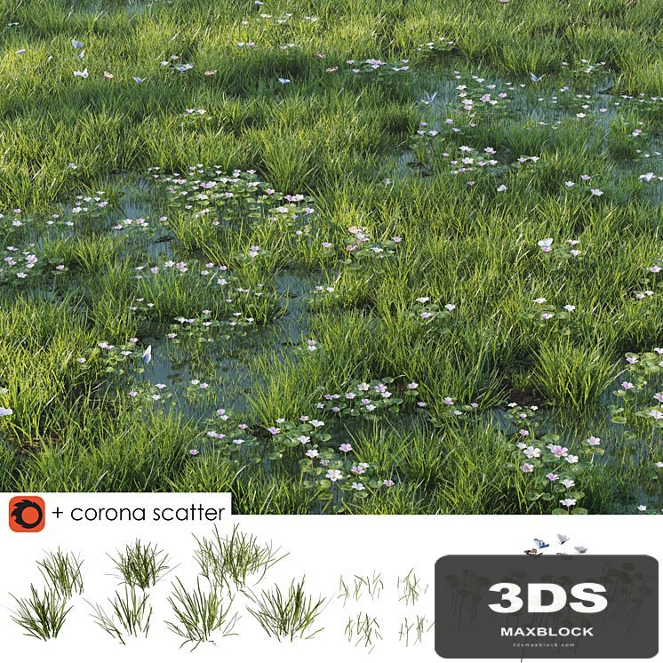 Grass and puddle