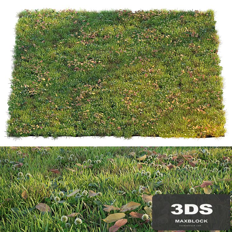 Lawn with clover and dry leaves