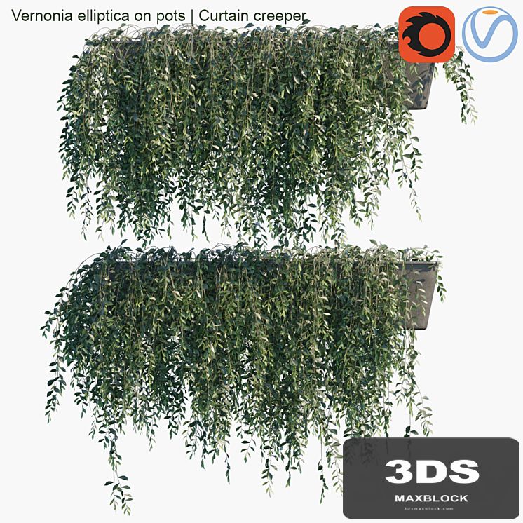 Vernonia elliptica on pots | Curtain creeper