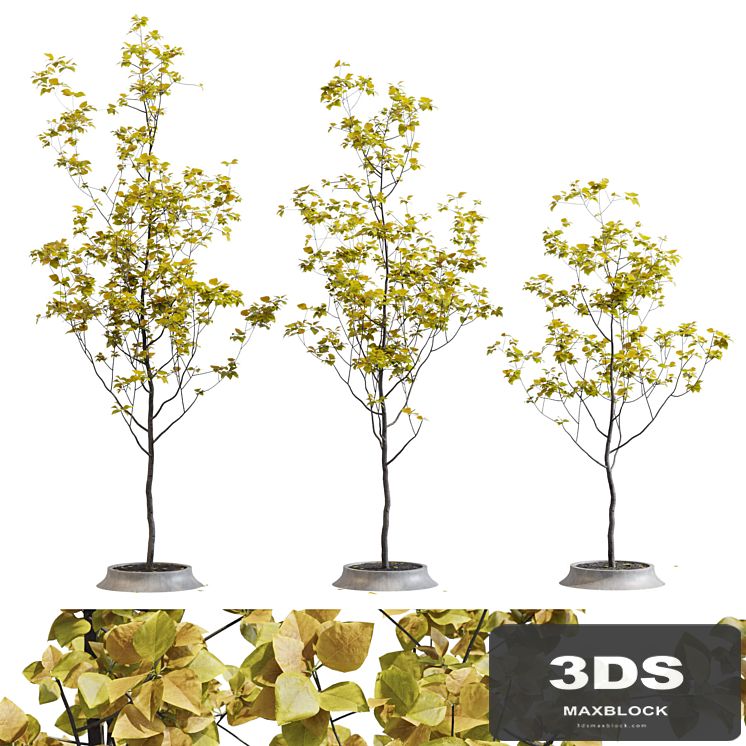 Poplar young