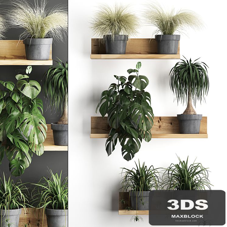 Collection of small plants wooden shelf with flowers in pots with monstera, dracaena, Chlorophytum, grass grass. Set 48.