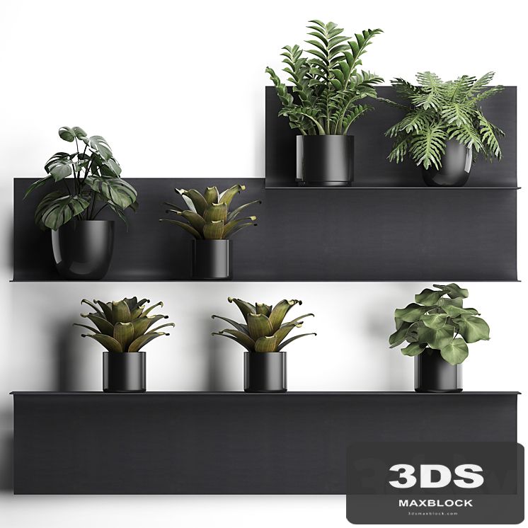 Collection of small plants black metal shelf with flowers in pots with monstera, Zamiokulkas, Chlorophytum, Philodendron, bromelia, loft. Set 49.