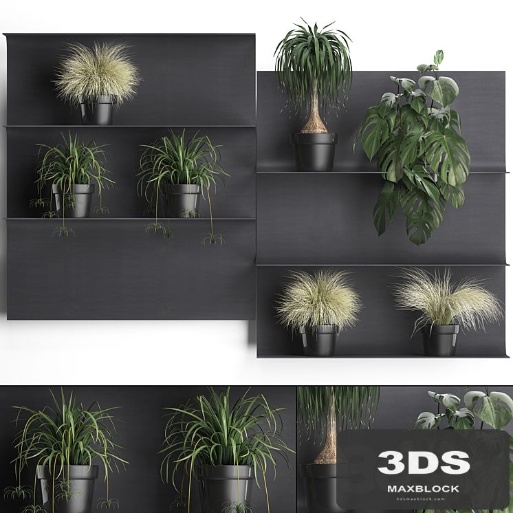 Collection of small plants black metal shelf with flowers in pots with monstera, dracaena, Chlorophytum, grass grass. Set of 50.