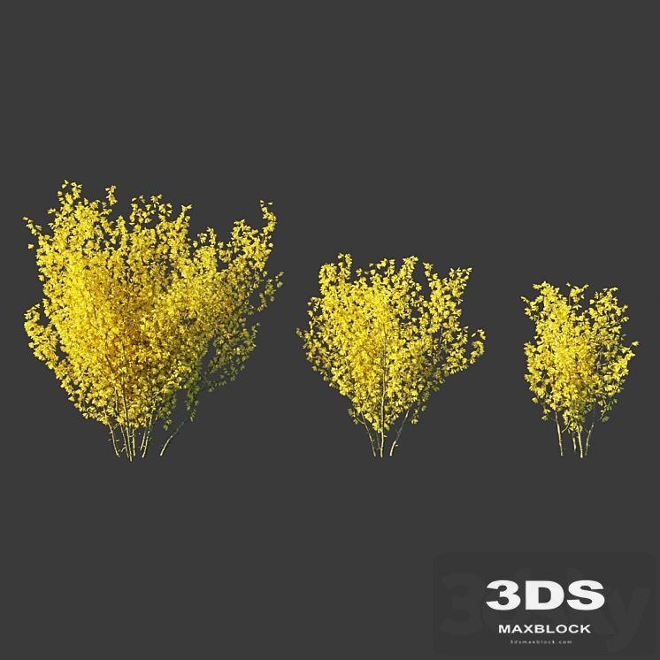 Forsythia Medium / Forsythia intermedia