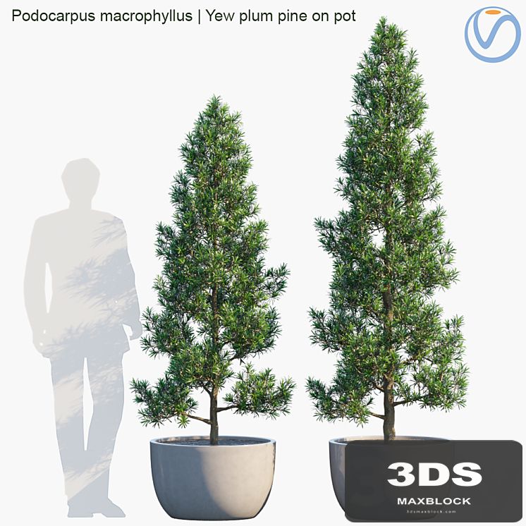 Plant in pots # 32: Yew plum pine