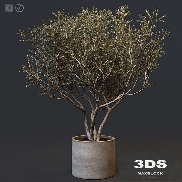 Plant set 02 - European olive