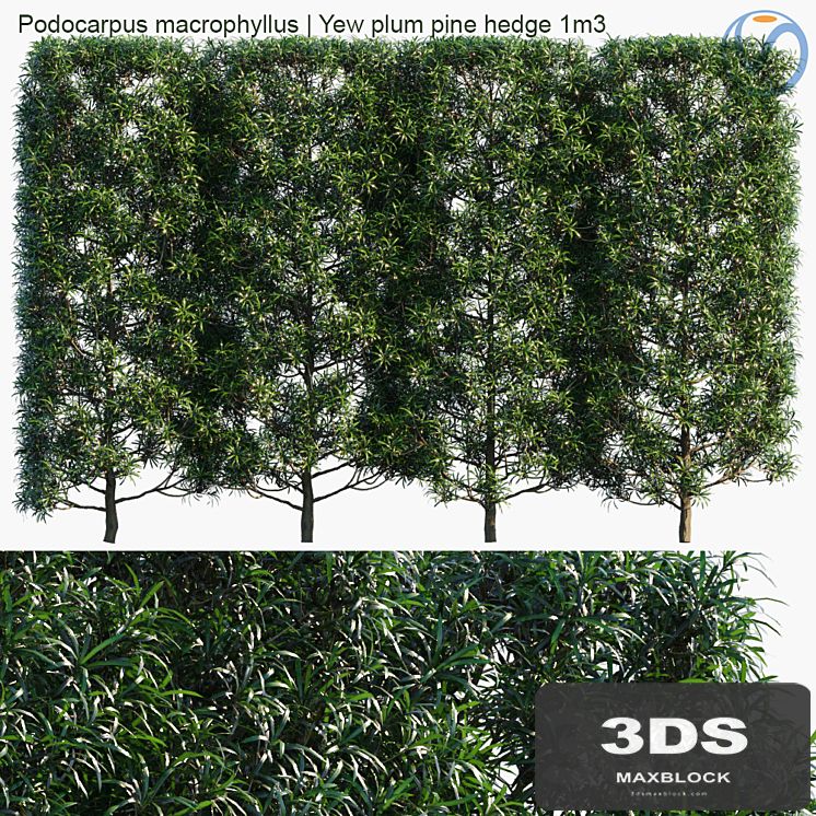 Podocarpus macrophyllus | Yew plum pine hedge 1m3