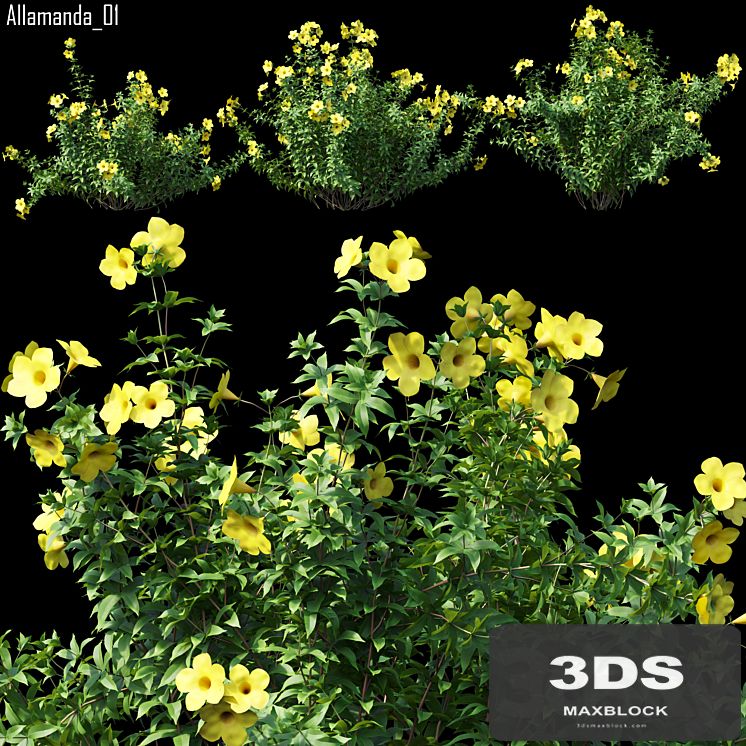 Allamanda 01