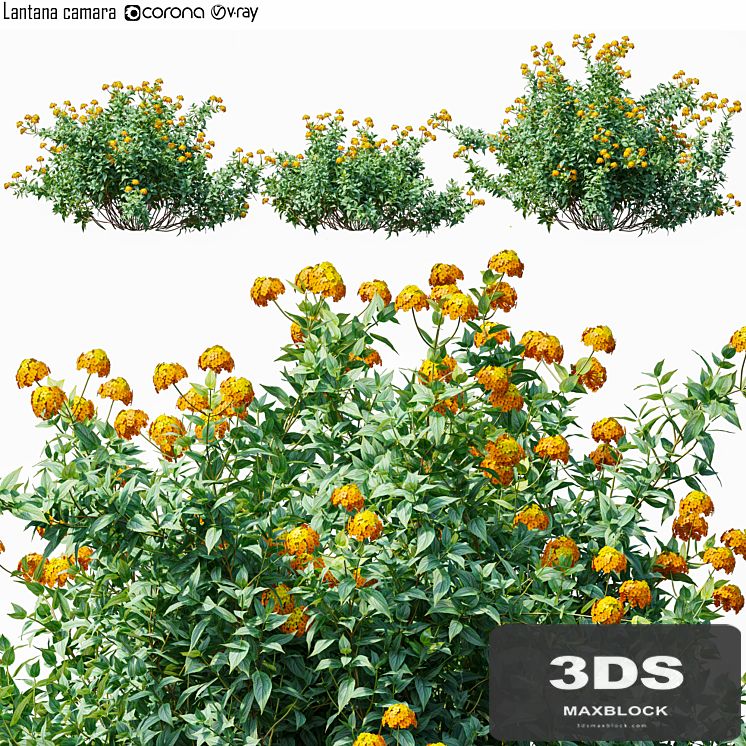 Lantana camara
