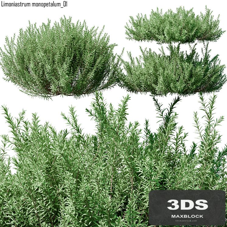 Limoniastrum monopetalum 01