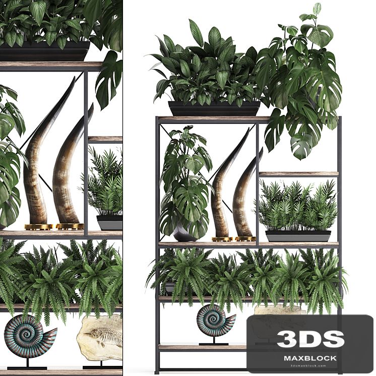 Decorative set modern wooden shelf with flowers in pots with monstera, fern, tusk, ammonite, statuette. 10