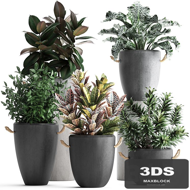 Collection of exotic plants in modern black concrete pots and flowerpots with Ficus robusta, alokasia, croton, dracaena. Set 393