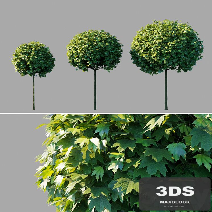 Maple acutifoliate "Globosum" / Acer platanoides "Globosum"