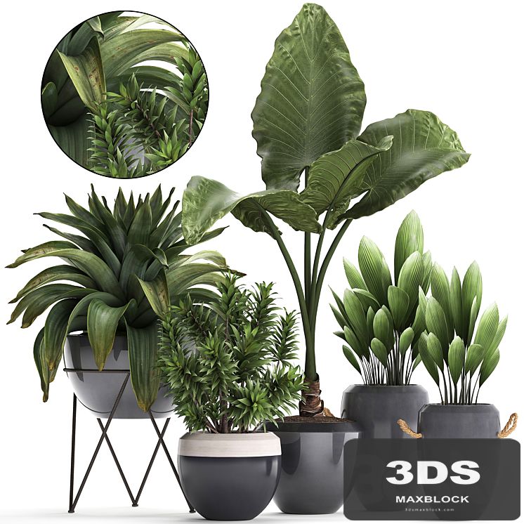 Collection of exotic plants in modern pots and vases with tropical bromelia, alokasia, dracaena, palm grass. Set 395