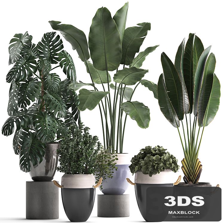 Collection of plants in modern outdoor pots with Banana palm, strelitzia, monstera, bush. Set 396.