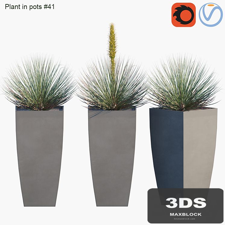 Plant in pots # 41: Agave