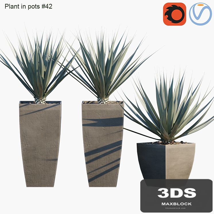 Plant in pots # 42: Agave