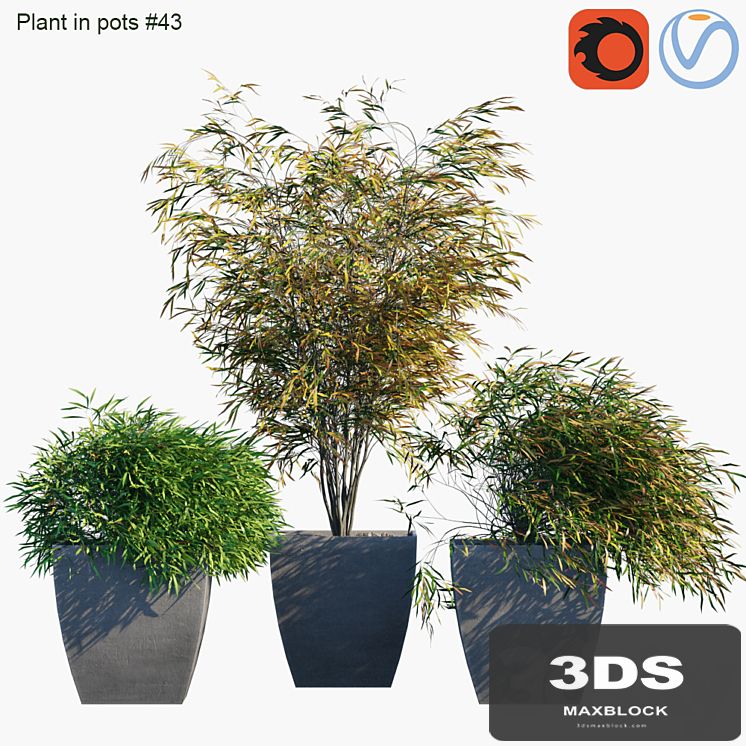 Plant in pots # 43: Palm and grass