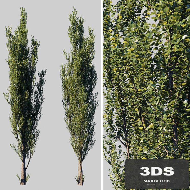 Pyramidal poplar / Populus pyramidalis