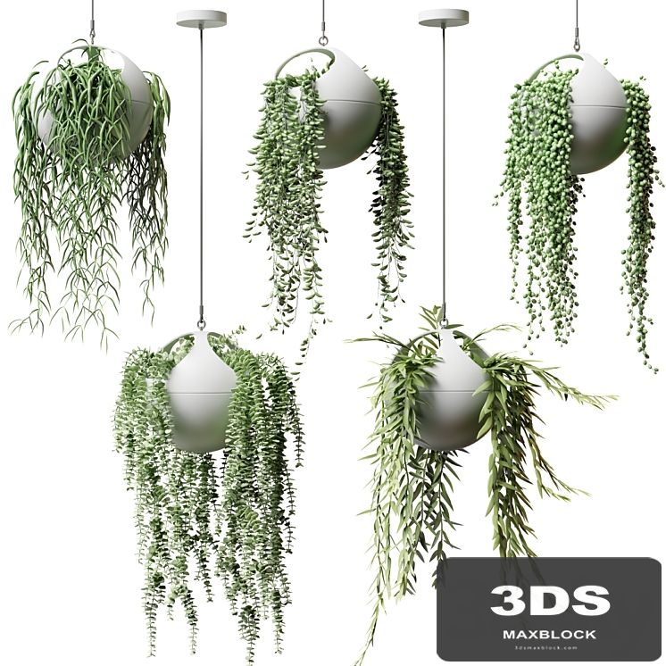 Hanging plants in flower pots | Hanged Plants in spherical hanging planters