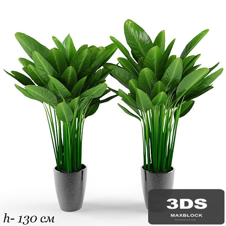 plant