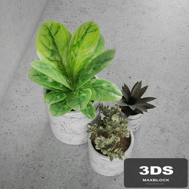 Decorative set / plants