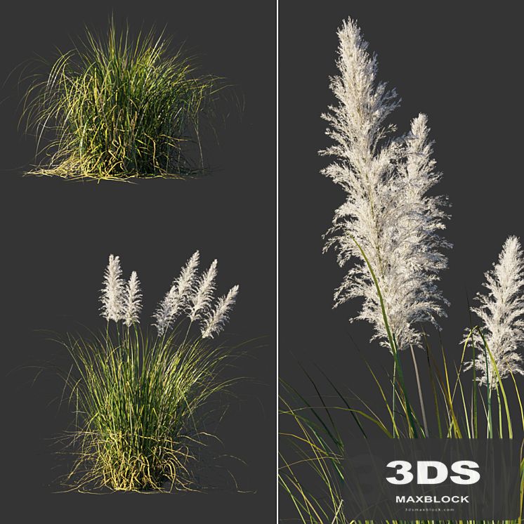 Cortaderia dioecious / Cortaderia selloana
