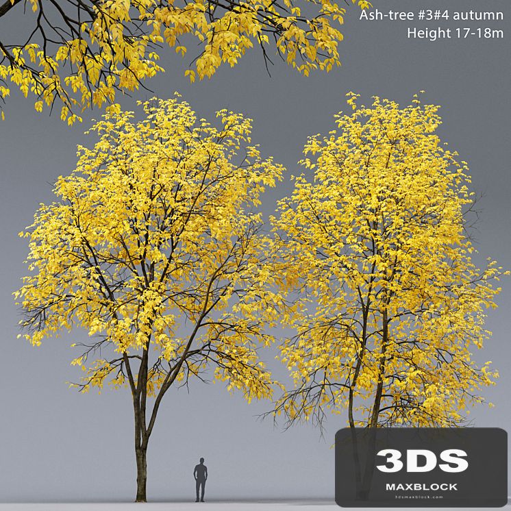 Autumn Ash | Ash-tree autumn # 3_4 (17-18m)