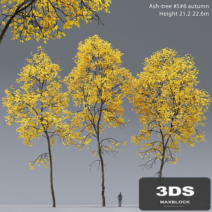 Autumn Ash | Ash-tree autumn # 5_6 (21.2-22.6m)