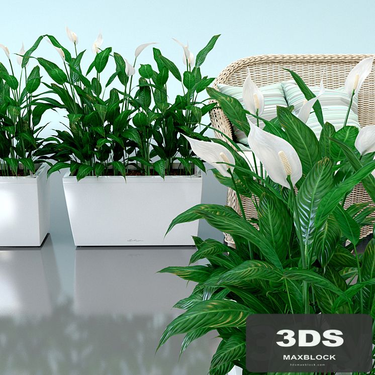 Spathiphyllum Wallis, Spathiphyllum, interior plants, Lechuza, pots, Carara, Spathiphyllum