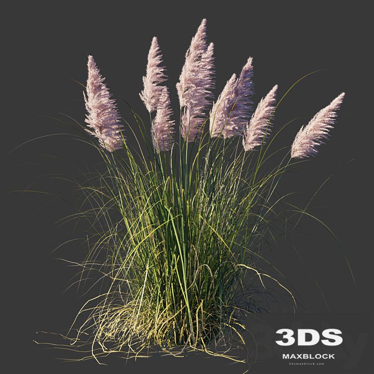 Cortaderia dioica Rosea / Cortaderia selloana Rosea