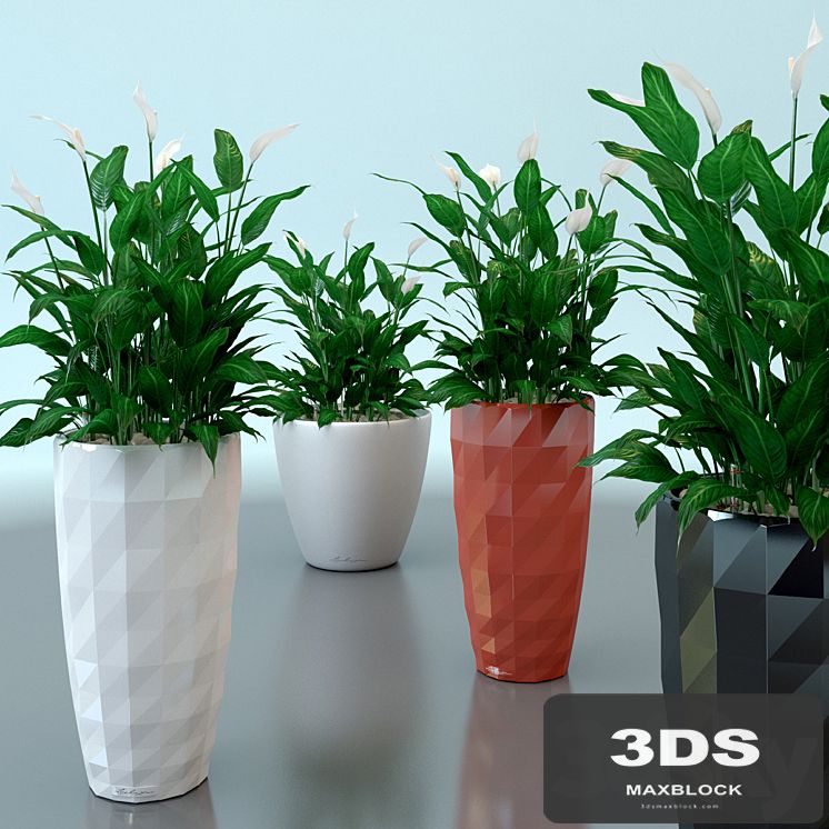 Spathiphyllum Wallis / Spathiphyllum wallisii in pots Lechuza