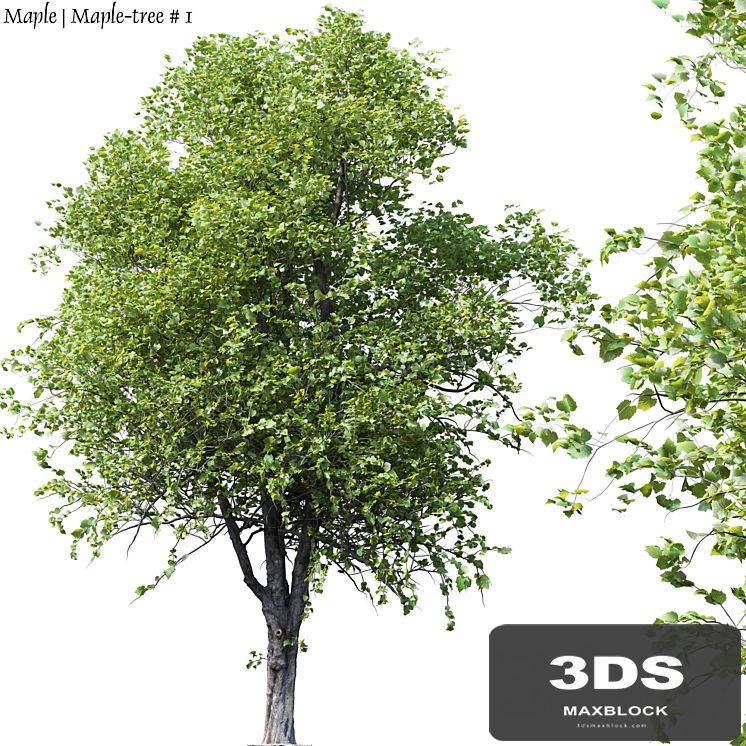 Maple | Maple-tree # 1