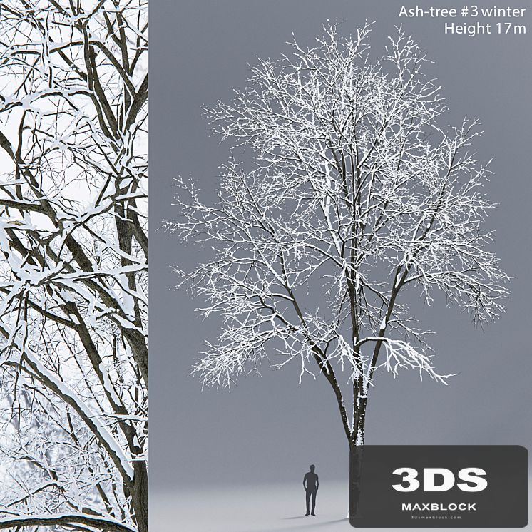 Winter Ash | Ash-tree winter # 3 (17m)