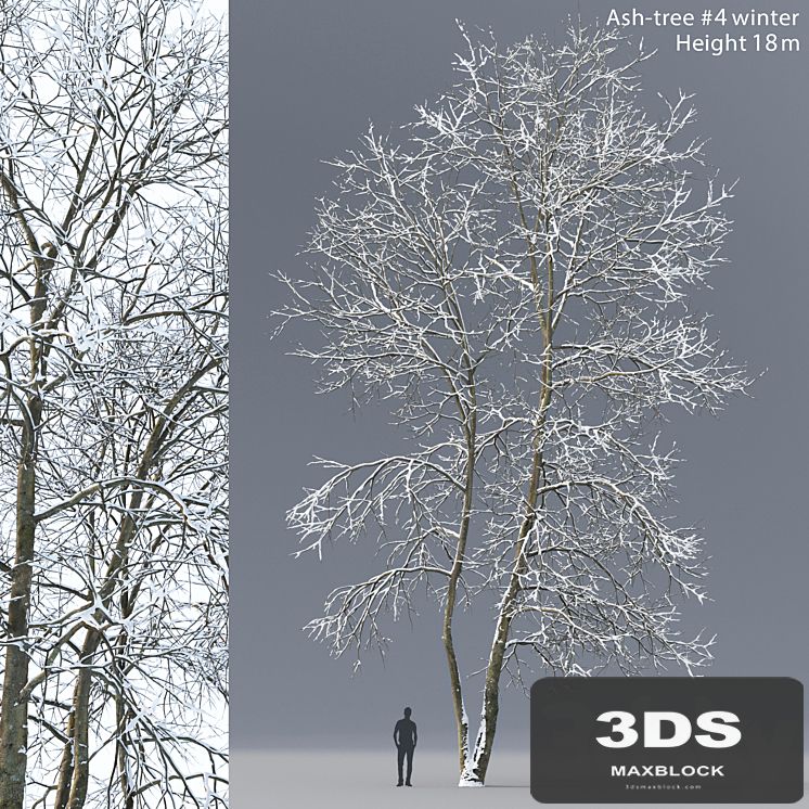 Winter Ash | Ash-tree winter # 4 (18m)